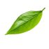 pngtree-tea-leaf-png-png-image_10117348